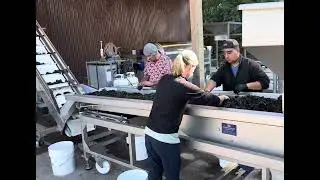 Willamette Valley Harvest 2024 - Hand Sorting Grapes