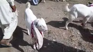Beautiful Gulabi Goats || Daur Bukra Mundi Nawabshah || Zardari Goat Farm