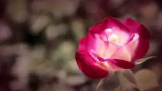 Dolce&Gabbana Velvet Rose - Fragrance for Women