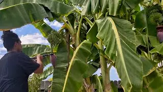 Leave it or cut It? The banana flower experiment.