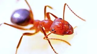 Red ant in macro 🔴🐜
