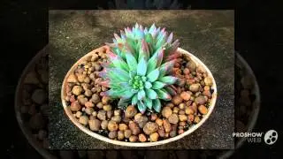 Pachyveria - garden plants