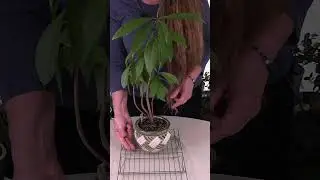 How to Quickly Dry out Overwatered Houseplants