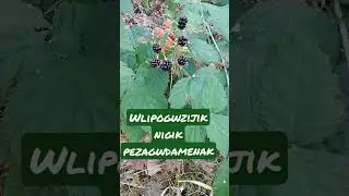 Abenaki Language translated: Blackberries taste good 💚#abenaki #nativeamerican