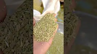 Fennel seeds harvesting 🌿 saunf harvesting 🥰 #tractor #fennel #saunf #farming #wheat #automobile