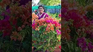 Beautiful Bougainvillea in kadiyam nursery  #shorts #bougainvillea #kadiyam #nursery