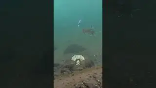 This Is Where Trout Decide to Bite From the Fish&rsquo;s Point of View!
