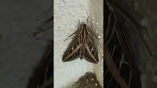 Vine Sphinx Moth At Our House