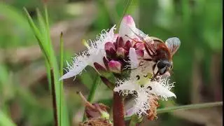 Bog Hoverfly Eristalis cryptarum