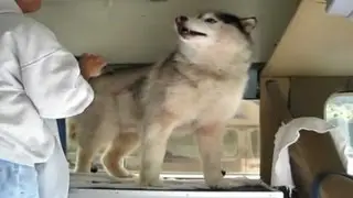 Distraction: Husky vs. vacuum