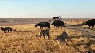 lion pride attack a buffalo separate from herd video 