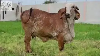  ગૌમાતા ના દર્શન  [આ વિડિયો જરૂર જોવો]