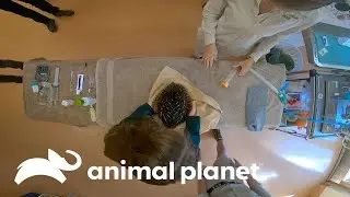 Un equidna con muchos par&aacute;sitos | Los Irwin | Animal Planet