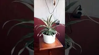 Ананас на подоконнике дома 2 #ананас #наподоконнике #сад #садоводство #каквырастить