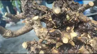 M342 gl c&acirc;y lưỡi nai 250k Lh0707713796 Khương bonsai 
