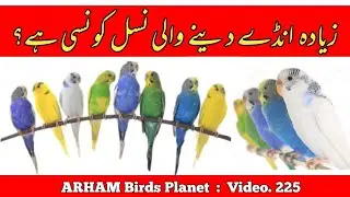Best Breeder Mutation of Australian Parrots: Best type of Budgies in Urdu By |Arham|., Video. 225