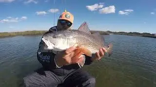 Redfish are stacked up