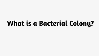 What is a Bacterial Colony ?