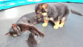 German Shepherd Puppy   meets Mom cat with newborn kitten for the First Time!