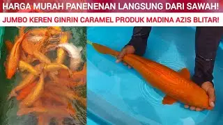 KOI GINRIN CARAMEL JUMBO DILEPAS HARGA MURAH POOLL DI SINI❗
