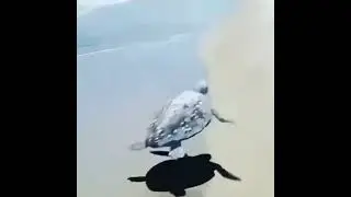 LOL😂Turtle suddenly flies via th1onep (tt)