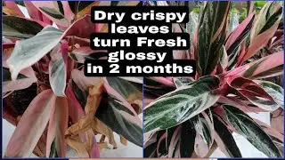 Stromanthe trioster dry crispy leaves turn fresh glossy in 2 months, E-5