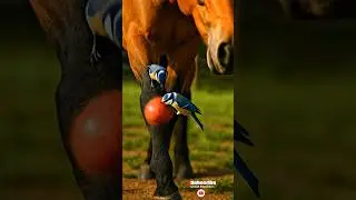 Horse Lets Bluebirds Heal Him 🐴🐦