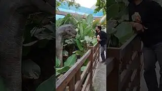 Hebat.. Dosen ini berani menantang binatang purba.. #laguviral #kangenband