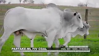 LOTE 155   CGAL 2989,3051