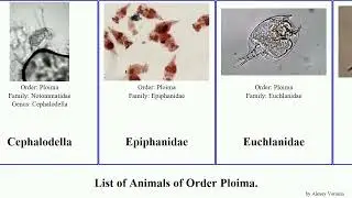 List of Animals of Order Ploima. rostrum Brachionus Buttered orderploima falcatus Cherokee Keefe