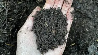 Adding Worm Castings To Garden Beds