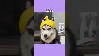 Legendary Cat Memes (Then vs Now) 💔🕊️ #shorts