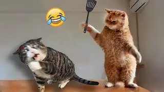🔥Most Trending Animal Videos - (Ultimate) LOL Pet Clips 02