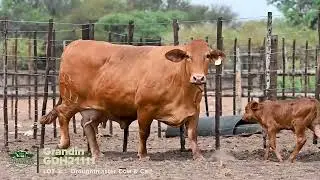 Lot 3 | GDH21-111 | Droughtmaster Cow & Calf
