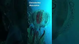 Only seen by humans twice, in the year 2021 and 1997  Chirodectes Maculatus extremely rare jellyfish