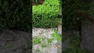 Tarp hack (when shearing over bark mulch) #pruning #mulch #shears #landscaper #gardeningtips