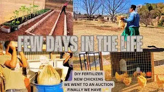 FEW DAYS ON THE HOMESTEAD // WE FINALLY HAVE 🐣🐤 // DIY LIQUID FERTILIZER // SOUTH AFRICAN YOUTUBER