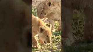 Lion's Cub | Africa Safari #shorts #wildlife #nature