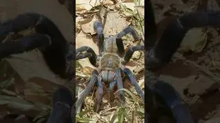 BLUE Tarantula Goes for the BITE!