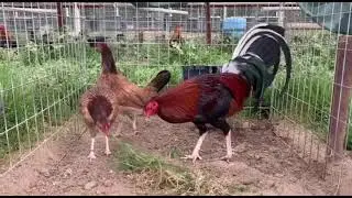 Perfection Mclean Hatch Sweater And Mcrea Golden Hatch Pumpkin | SABONG_NATION GAMEFARM 
