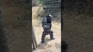 Joe Rogan&rsquo;s Favorite Animal Is INSANE 😱