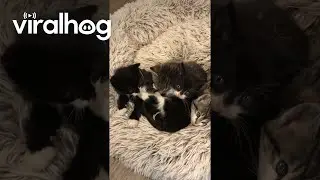 Seventh Kitten Has Perfect Timing || ViralHog