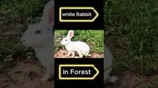 White Rabbit in Forest #camping#survival