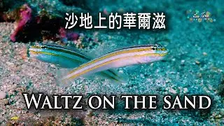 4K 沙地上的華爾滋 | Waltz on the Sand Longdong, Taiwan