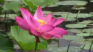 Kenilworth Gardens July 2022
