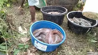 Top 6 Challenges in Catfish Farming in Nigeria