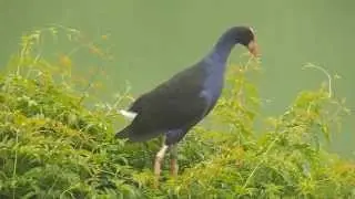 Purple Swamphen Call ！