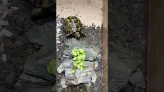 Turtle tortoise eating cucumber 🥒 |ASMR ANIMALS