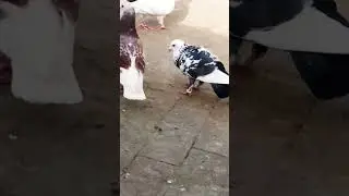 mashallah beautiful birds layyah Punjab Pakistan #layyah #pigeon #layyahbirdslover #kabootar #pak