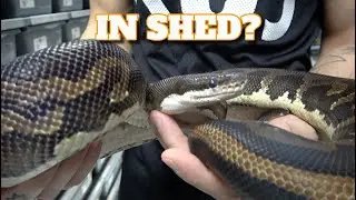 How To Tell If Your Ball Python Is In Shed! Saturday Snake School